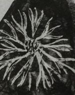 West Dean - 1st Engraving